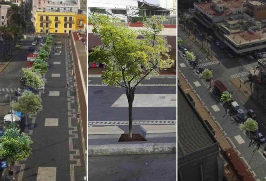 Reforestarán el Malecón