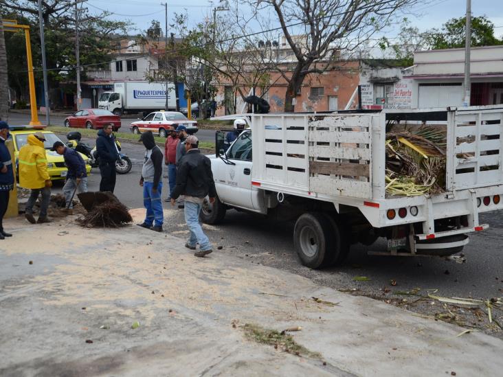 Cae palmera y provoca volcadura en Veracruz