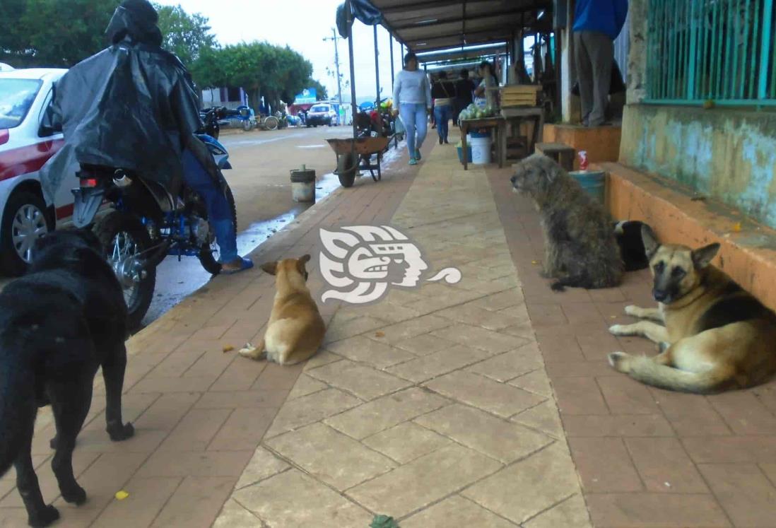 Urge perrera en Soteapan por alta población canina callejera