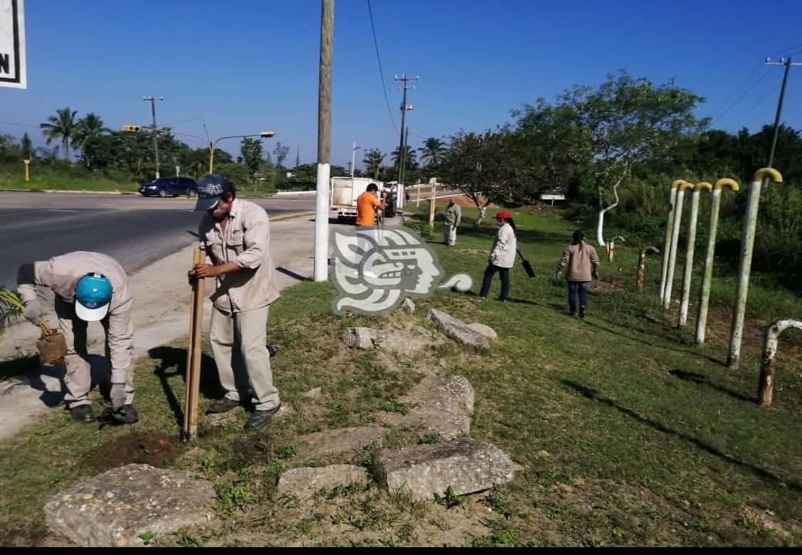 Reforestan áreas verdes en colonias de Nanchital