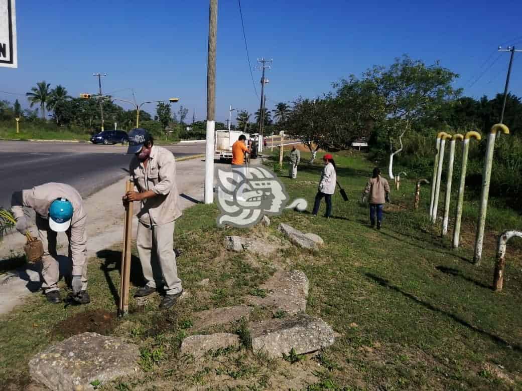 Reforestan áreas verdes en colonias de Nanchital