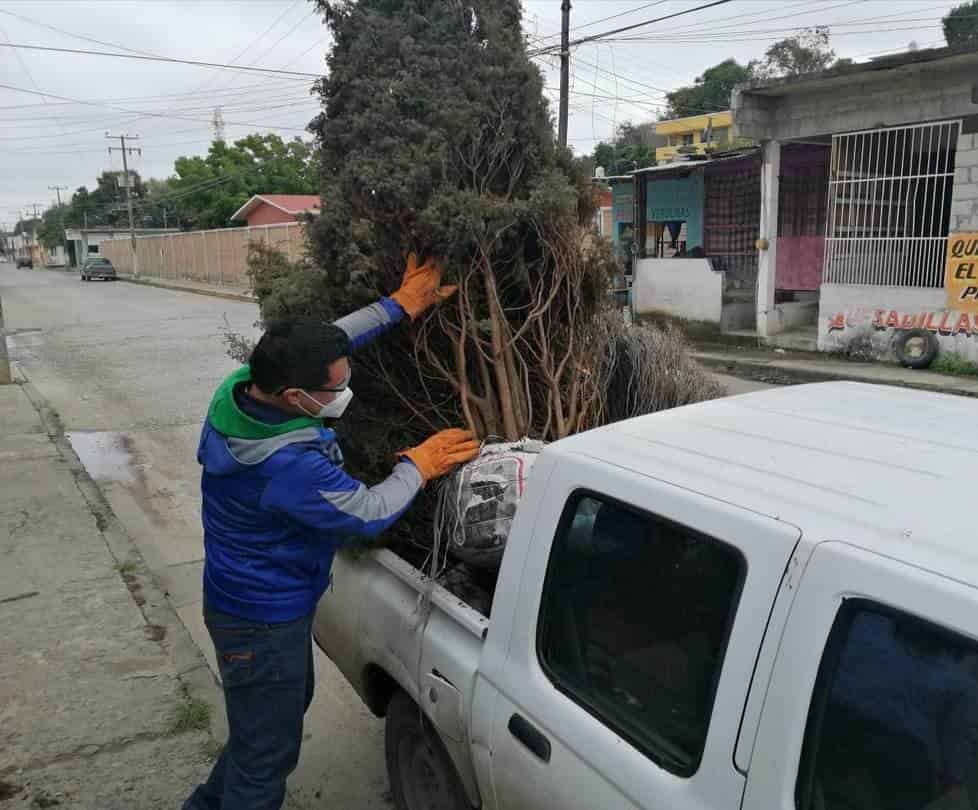 Para evitar contaminación, piden a tuxpeños reciclar árboles navideños