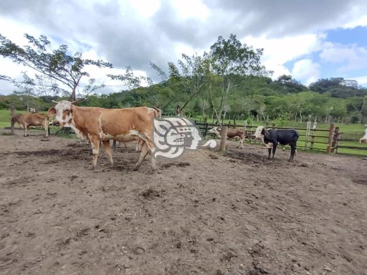 Ganaderos de Moloacán siguen sin recibir apoyos del gobierno