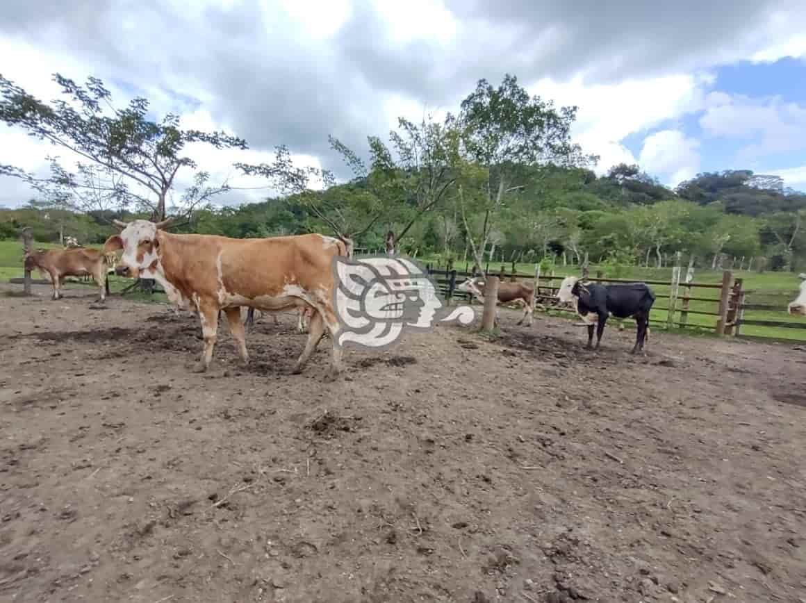 Ganaderos de Moloacán siguen sin recibir apoyos del gobierno