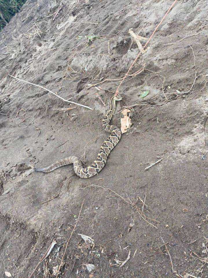 Arrasan con fauna silvestre en la Riviera Veracruzana