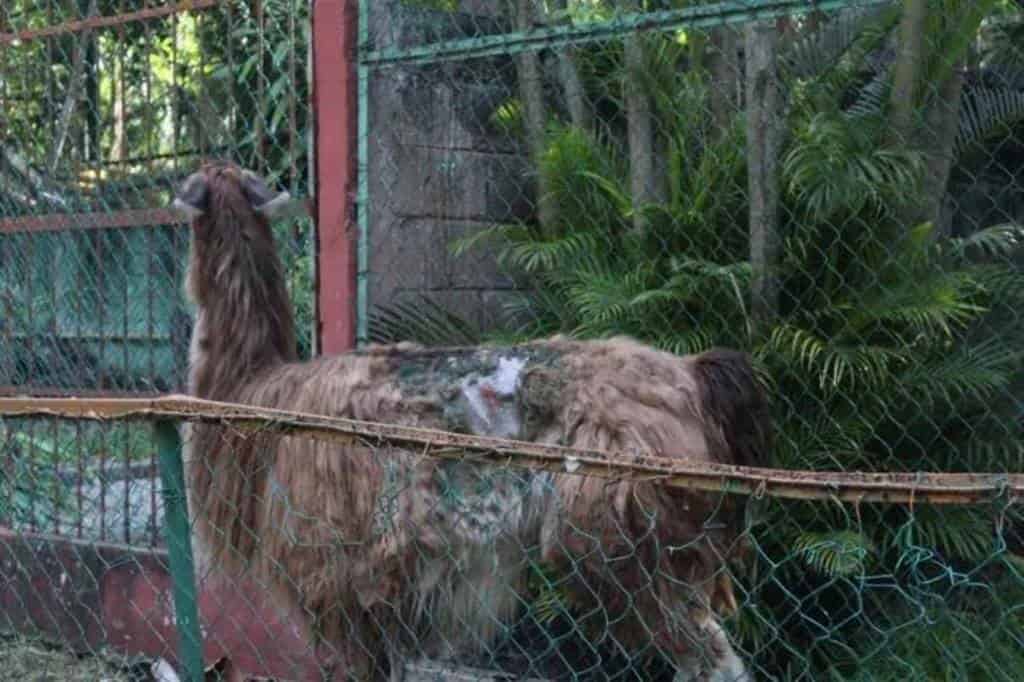 Zoológico Miguel Ángel de Quevedo, olvidado y en decadencia