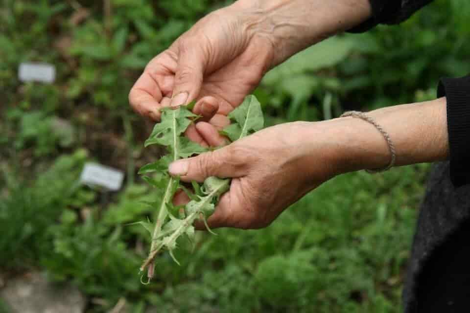 Instituto de Nutrición investiga uso del Mesilato de Camostat y tés para tratar Covid