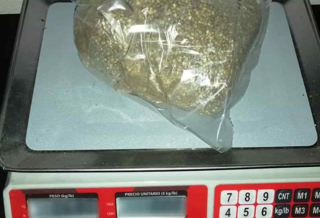 En Veracruz aseguran semillas de marihuana provenientes de Sinaloa