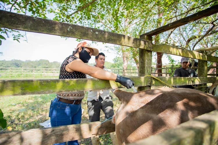 Impulsa Cuitláhuac Condado desarrollo de ganadería acayuqueña