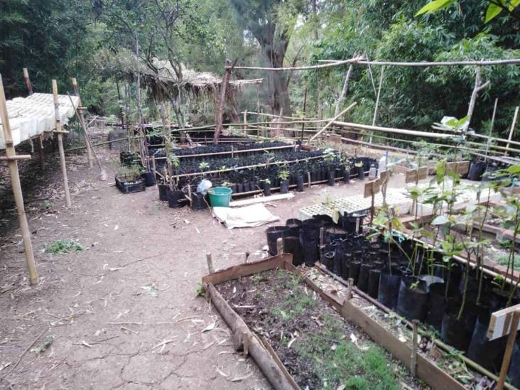 Donan 15 mil plantas de especies maderables y frutales en Mendoza