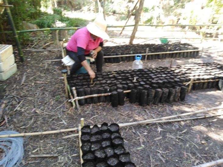 Donan 15 mil plantas de especies maderables y frutales en Mendoza