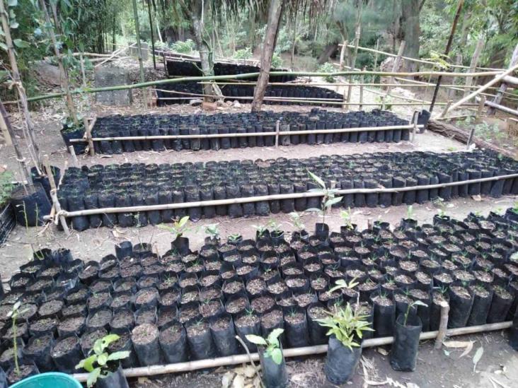 Donan 15 mil plantas de especies maderables y frutales en Mendoza