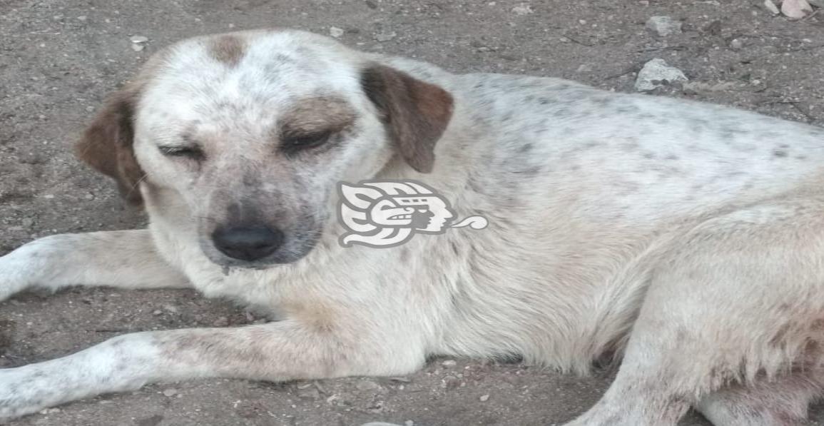 Manchas sobrevive a fuerte herida tras ser golpeado en Agua Dulce