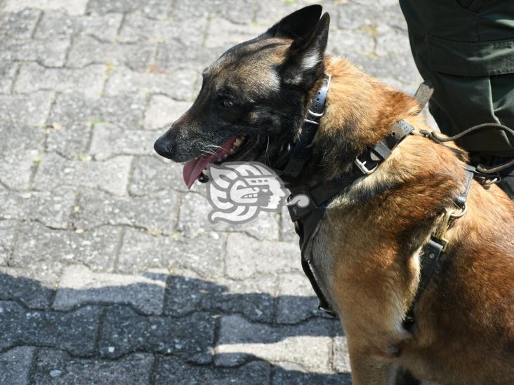 Arranca diplomado internacional K9 en Academia de Policía de Xalapa