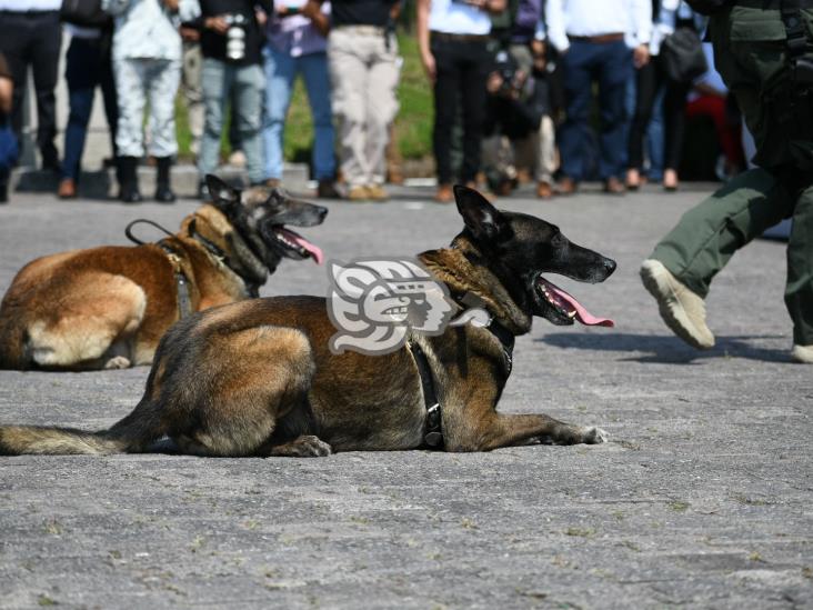 Arranca diplomado internacional K9 en Academia de Policía de Xalapa