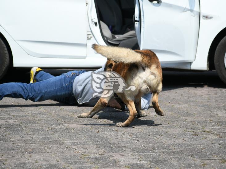 Arranca diplomado internacional K9 en Academia de Policía de Xalapa