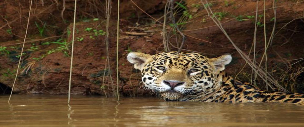 Explotación minera de selvas latinoamericanas  acaba con miles de jaguares