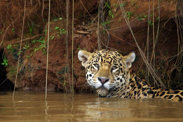 Explotación minera de selvas latinoamericanas  acaba con miles de jaguares