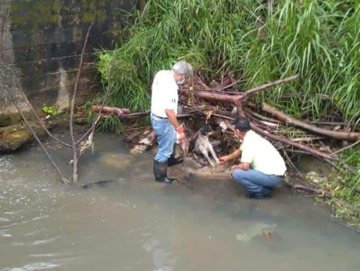Muere canino rescatado por Protección Civil en Las Choapas
