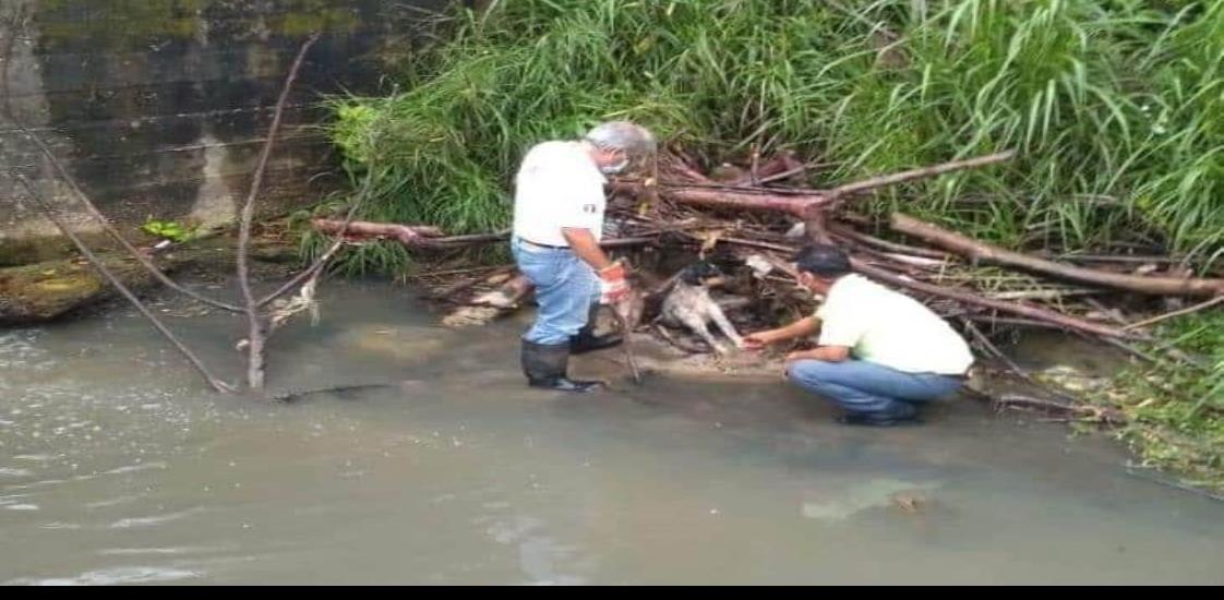 Muere canino rescatado por Protección Civil en Las Choapas