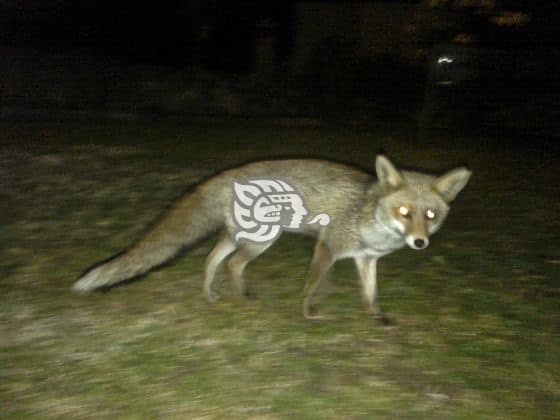 Manada de zorros depreda animales de granja y ganado de Agua Dulce