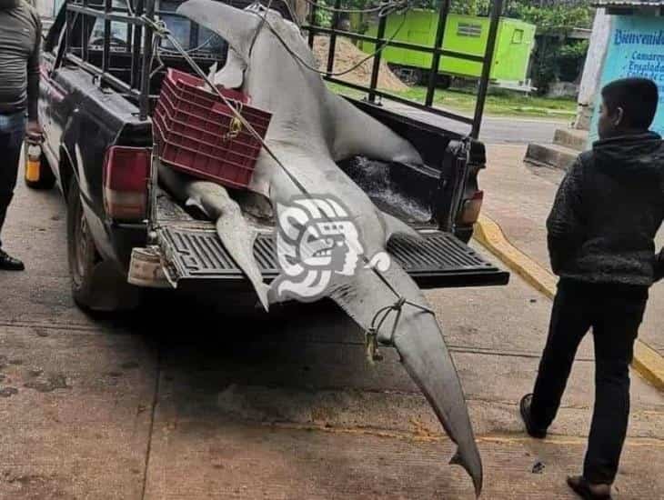 Capturan un tiburón martillo de dos metros en el sur de Veracruz