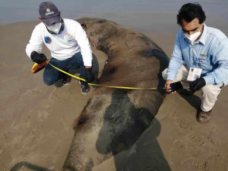 Reportan muerte de especies marinas al norte de Veracruz