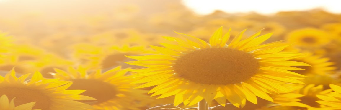 5 razones por las que debemos tomar el sol