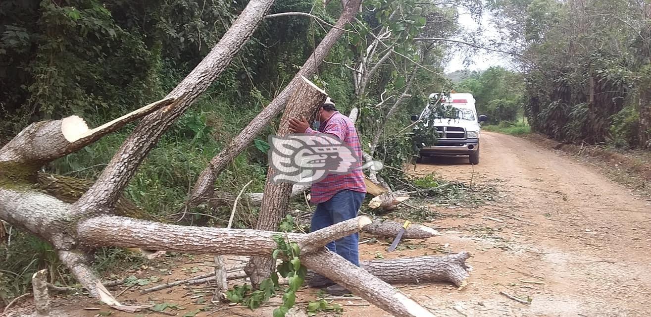 Caída de árbol afectó tramo Pedregal – Colmena en Soconusco