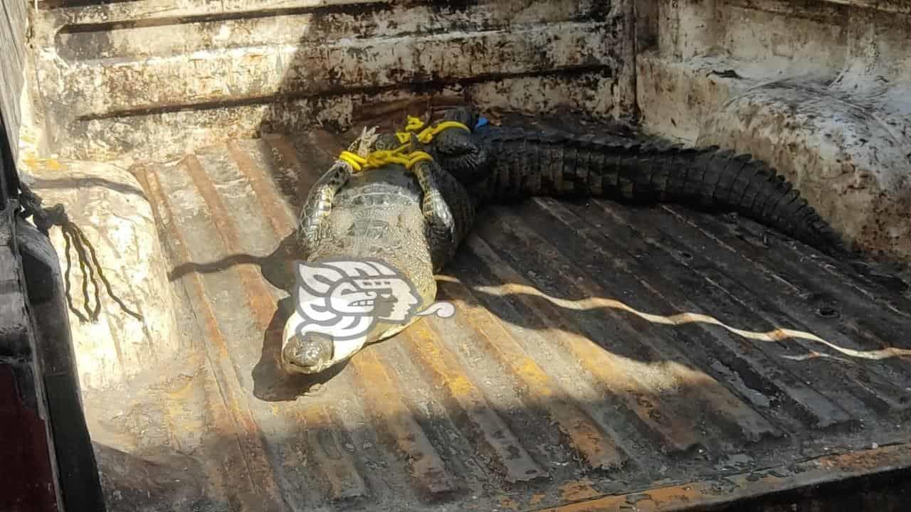 Tendrán charla de experiencias con cocodrilos en Coatzacoalcos