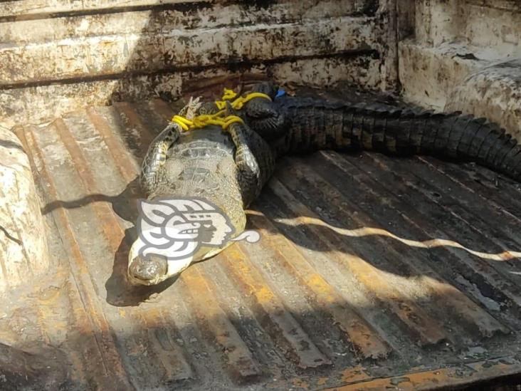 Tendrán charla de experiencias con cocodrilos en Coatzacoalcos