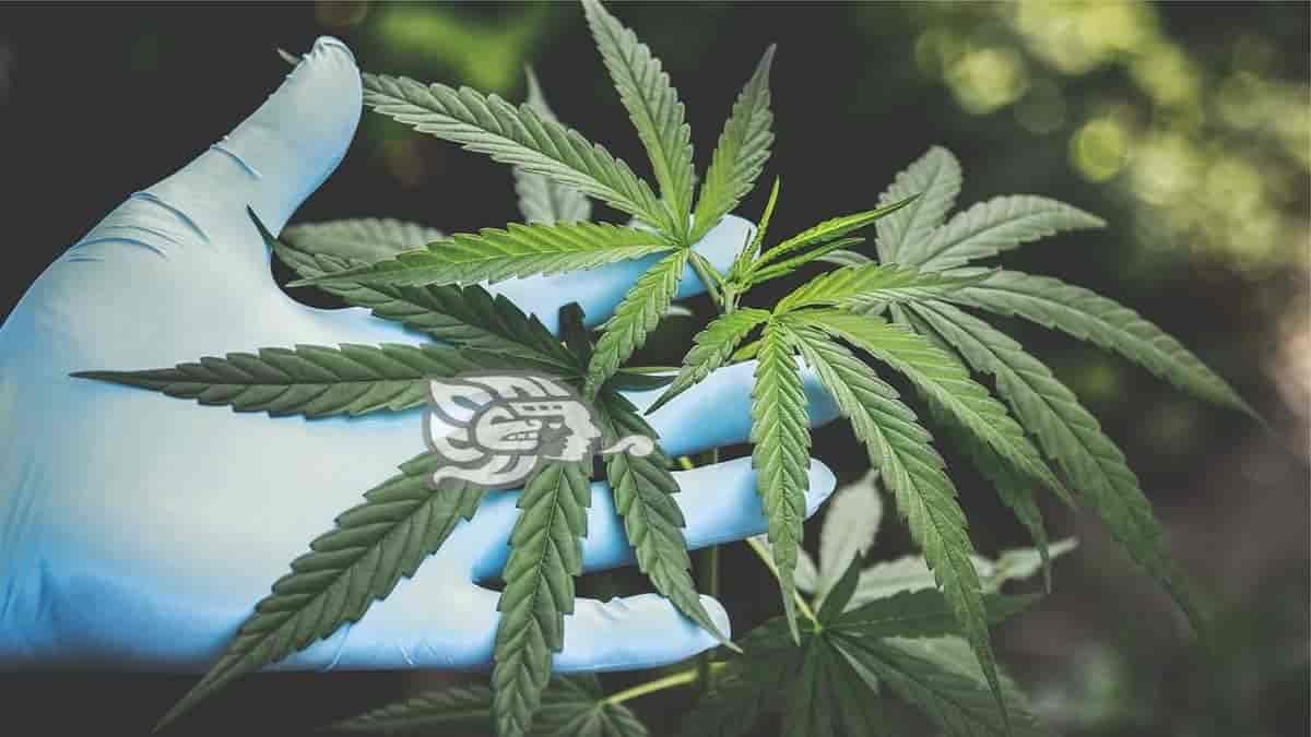 Marihuana en México: diputados aprueban su uso lúdico