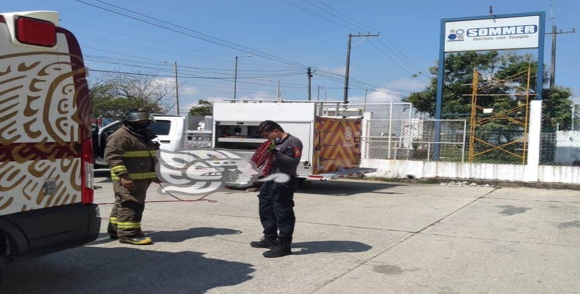 Enjambre ataca por lo menos a diez personas en Coatzacoalcos