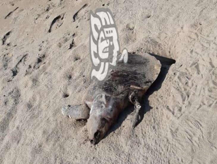 Hallan muerta a tortuga verde en playa Las Palmitas