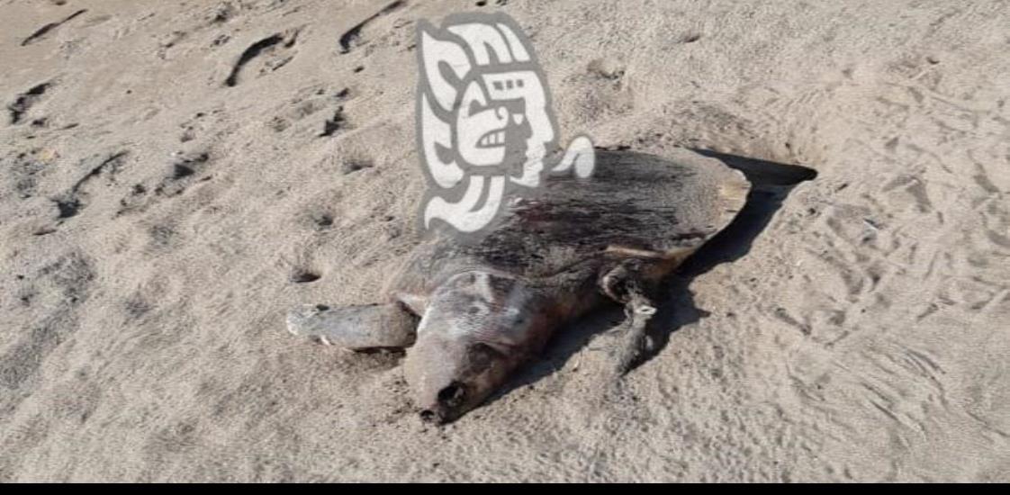 Hallan muerta a tortuga verde en playa Las Palmitas