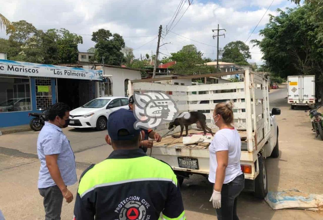 Persiste maltrato e indiferencia hacia los animales en Acayucan