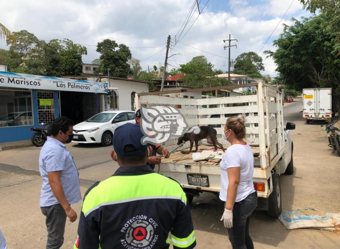 Persiste maltrato e indiferencia hacia los animales en Acayucan