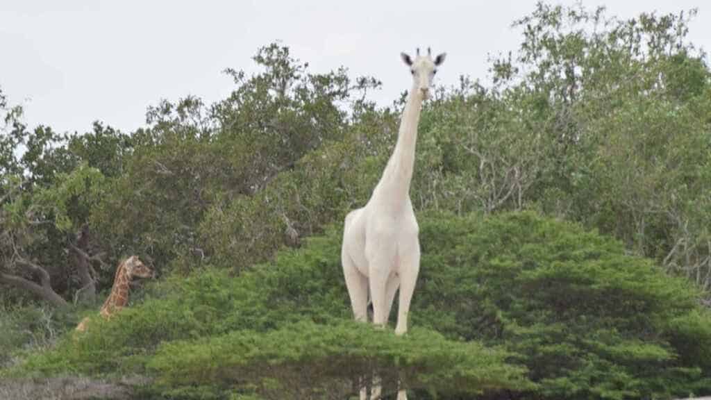 Cazadores matan a última jirafa blanca del mundo