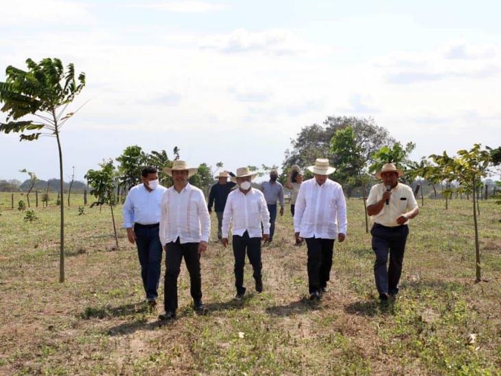 Sembrando Vida y Tandas, esperanza al campo: Cuitláhuac García