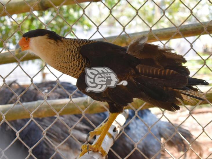 UMA “el Triángulo” en Acayucan, cuida de las especies desde hace 5 años 