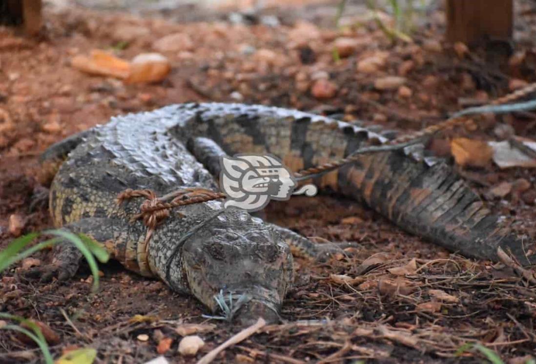 Capturan lagarto en Sayula de Alemán