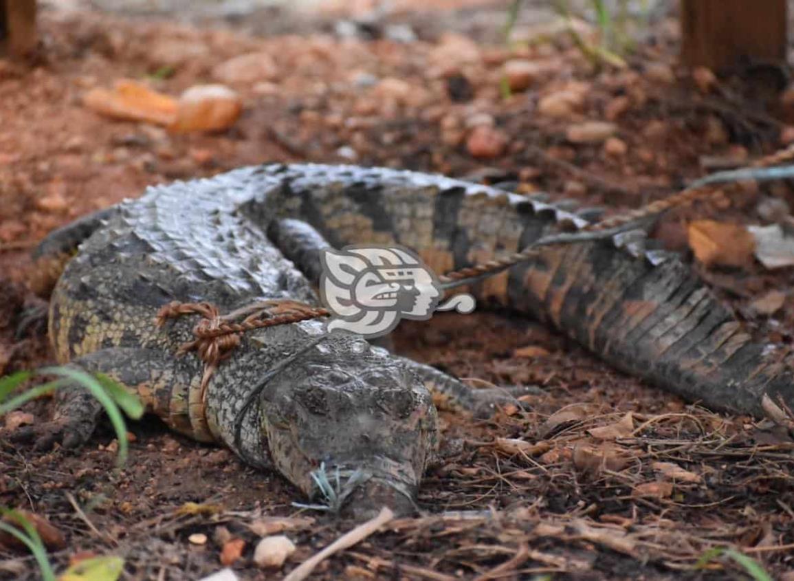 Capturan lagarto en Sayula de Alemán