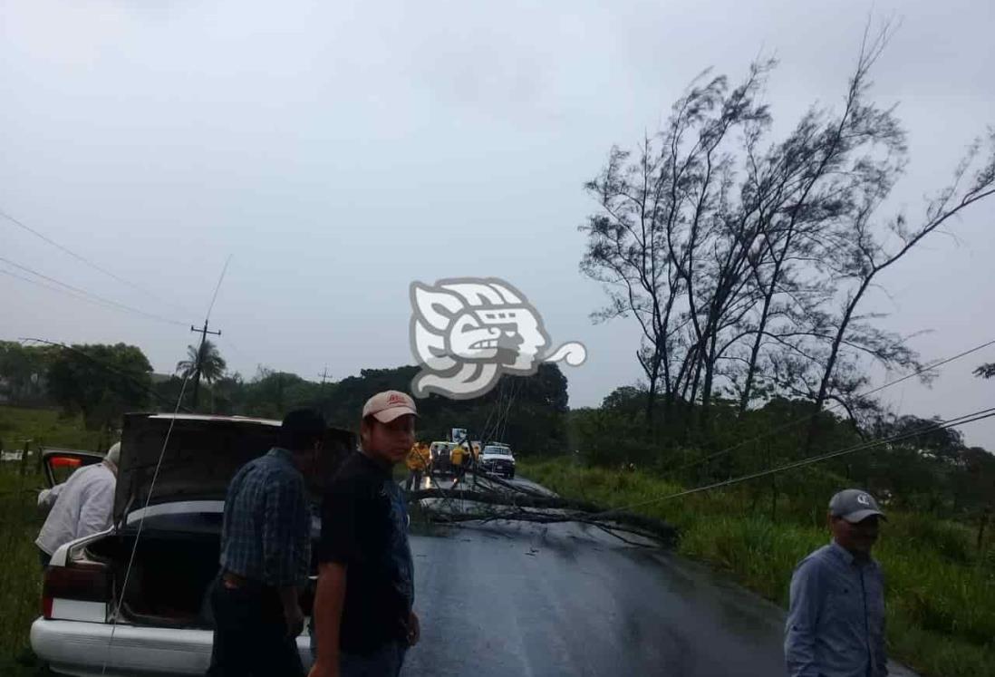 Viento derribó pino y cableado en la carretera Nanchital-Las Choapas 