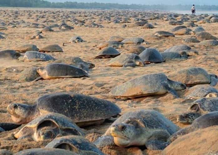 Prepara Acuario de Veracruz Programa de Protección a las Tortugas Marinas.