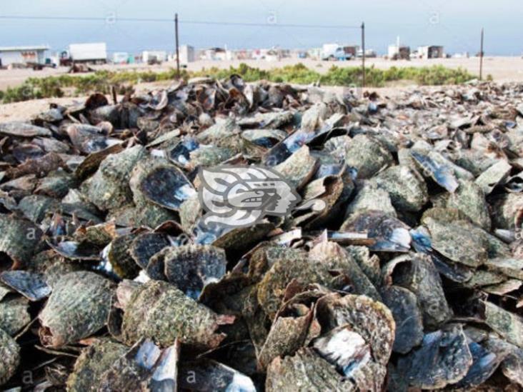 Reciclan conchas de almejas y ostión en Laguna de Pajapan