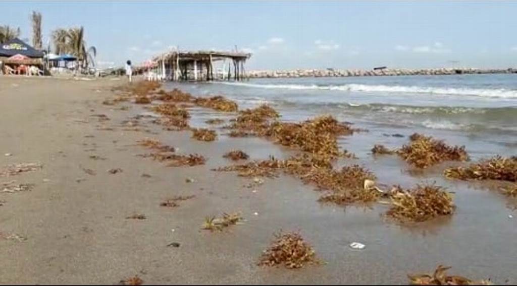 Mal clima y sargazo afectan playas de Antón Lizardo