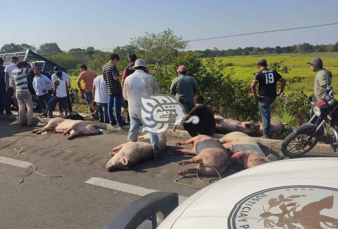 Rapiña de cerdos tras volcadura en autopista en Acayucan 