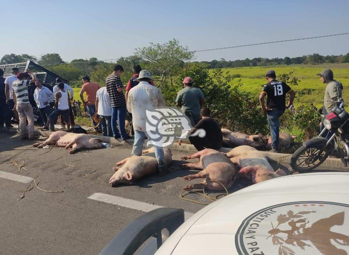 Rapiña de cerdos tras volcadura en autopista en Acayucan 