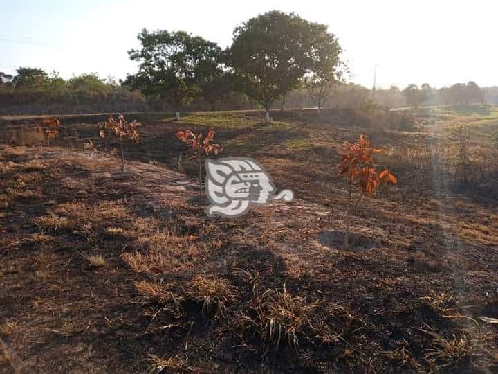 Iniciarán campaña de reforestación en parque ecológico de Jáltipan