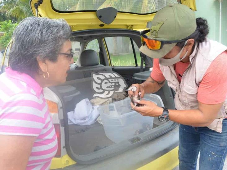 Rescata Earth Mission a 3 crías de tlacuache en  Puente Moreno